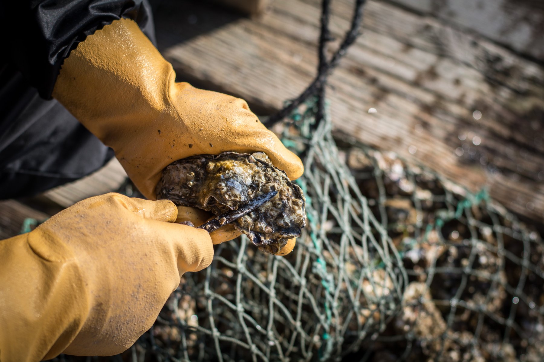 Man shucking oyster