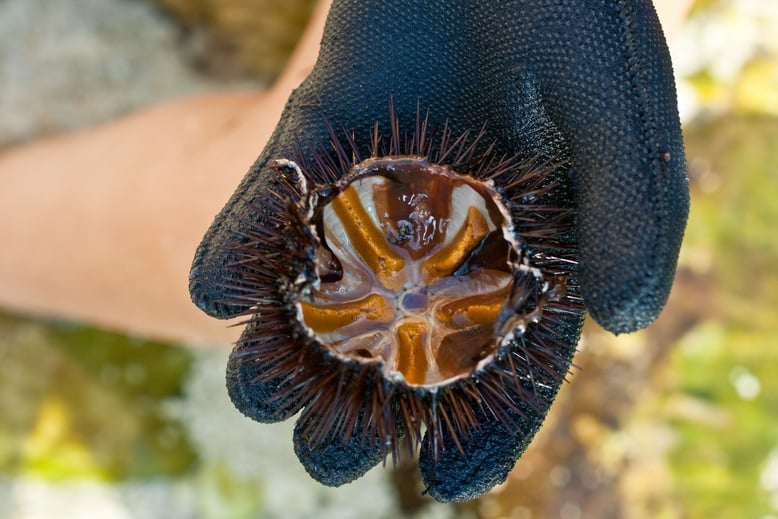 Sea ​​Urchins